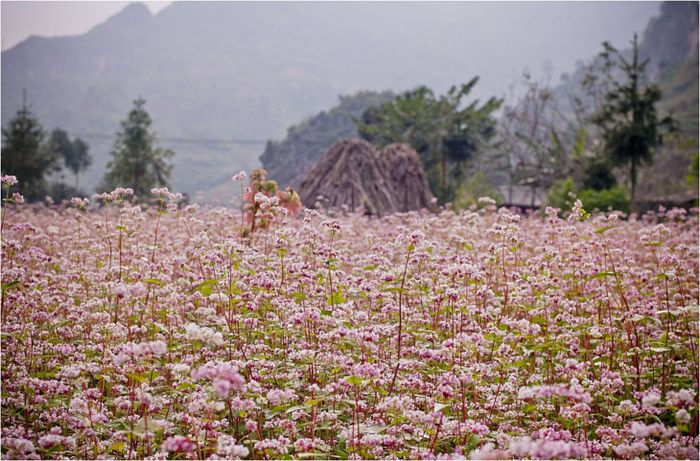 Hoa Tam Giác Mạch